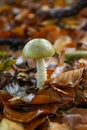 Death cap Amanita phalloides on leaf litter Royalty Free Stock Photo